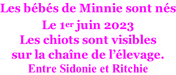 Les bébés de Minnie sont nés Le 1er juin 2023 Les chiots sont visibles sur la chaîne de l’élevage. Entre Sidonie et Ritchie