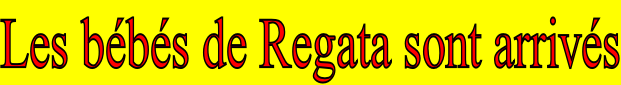 Les bébés de Regata sont arrivés