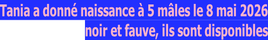 Tania a donné naissance à 5 mâles le 8 mai 2026 noir et fauve, ils sont disponibles