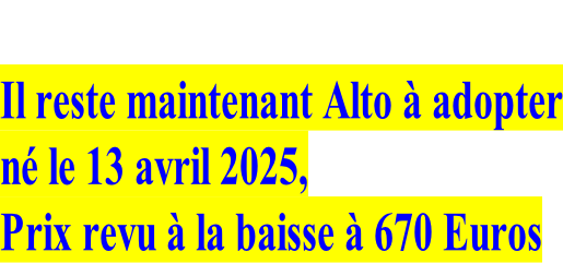 Il reste maintenant Alto à adopter né le 13 avril 2025, Prix revu à la baisse à 670 Euros