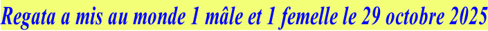 Regata a mis au monde 1 mâle et 1 femelle le 29 octobre 2025