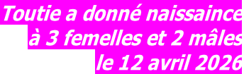 Toutie a donné naissaince à 3 femelles et 2 mâles le 12 avril 2026