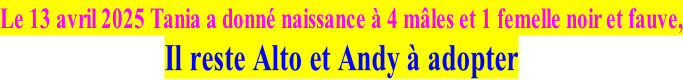 Le 13 avril 2025 Tania a donné naissance à 4 mâles et 1 femelle noir et fauve, Il reste Alto et Andy à adopter
